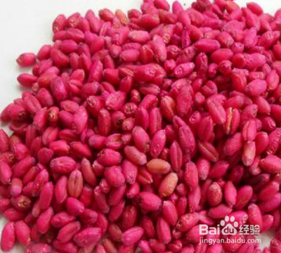 房间有老鼠如何灭鼠？