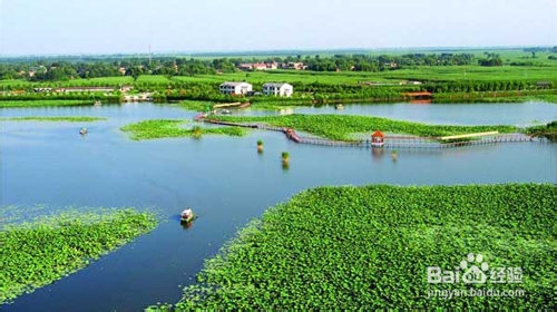 白洋淀赏鸟与采摘