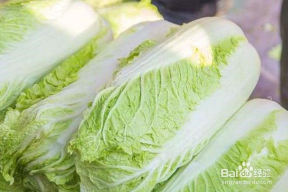 如何选购白菜？