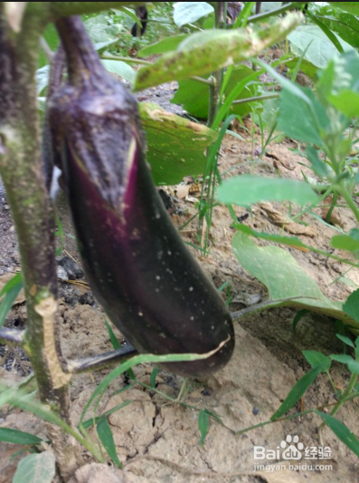 尖椒茄子怎么做