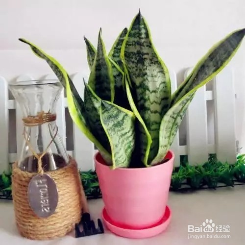 只要管住手就能爆盆的花卉，咋养都不会死！