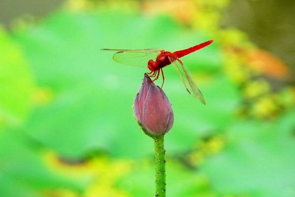 树阴照水爱晴柔的情柔是什么意思