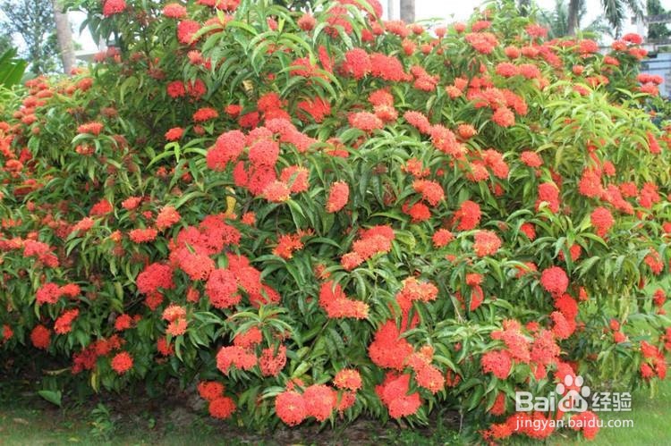 盆栽龙船花的诀窍