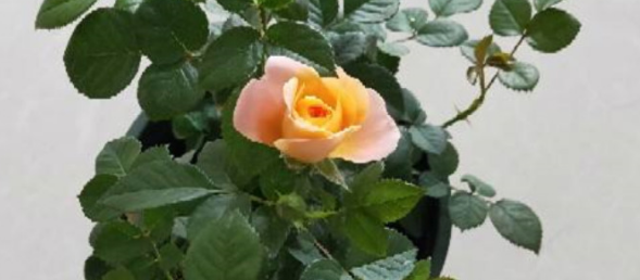 果汁阳台冬天可以放在外面吗