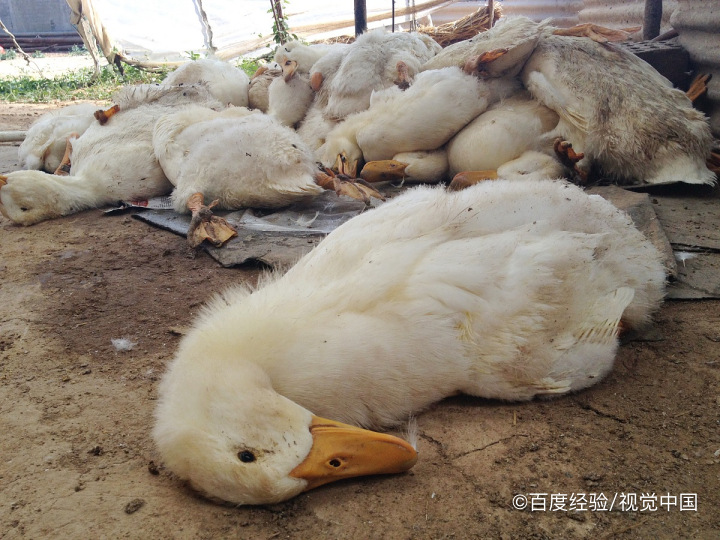 鸭子怎么去除腥味
