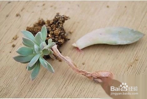 冬天多肉叶片扦插方法