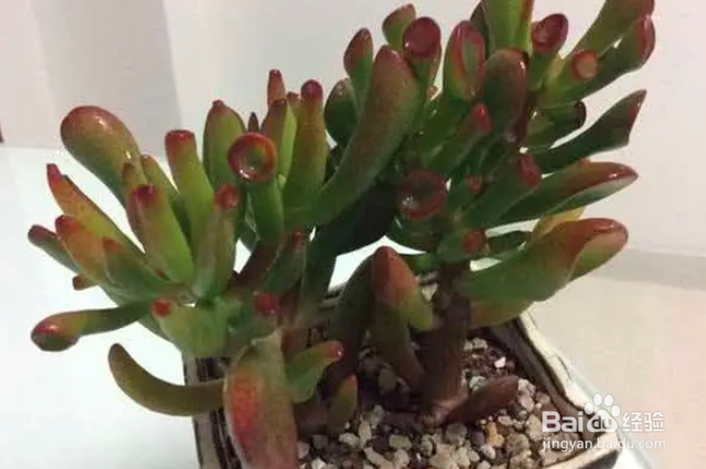 吸财树怎么长得快