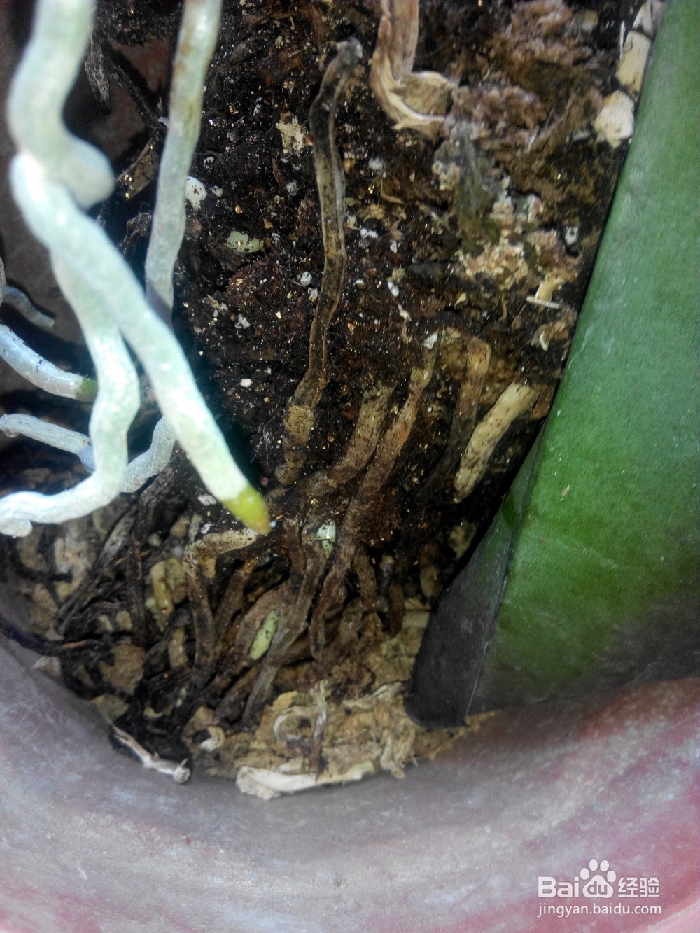 蝴蝶兰换土要提前准备