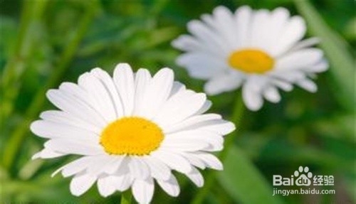 常服菊花增年寿