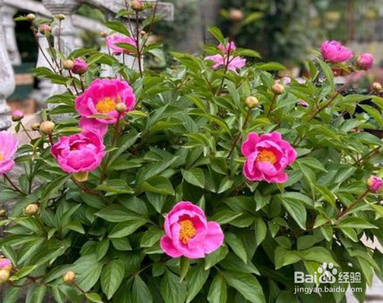 牡丹花开完花后怎么处理