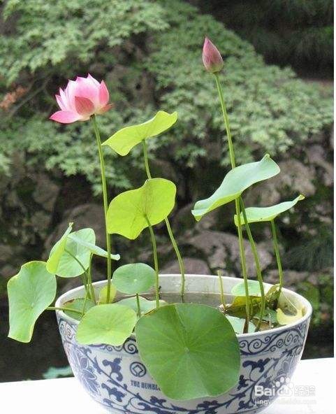 自制碗莲营养液配方