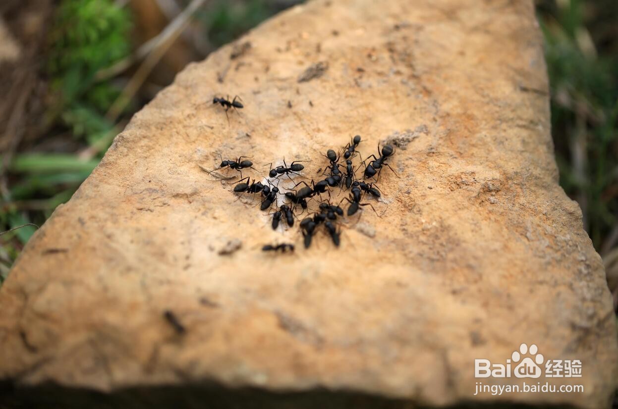 蚂蚁是怎么知道要下雨了