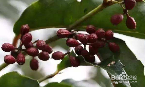 为什么被子植物能成为演化最成功的植物