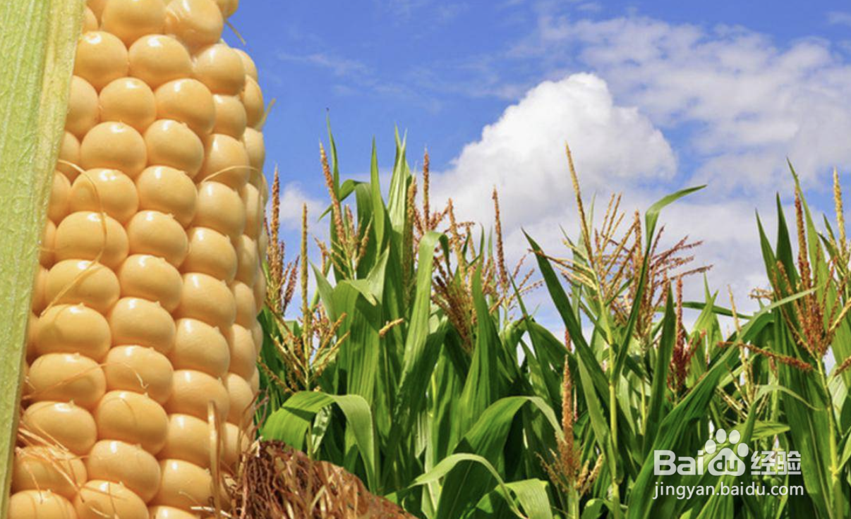种玉米时间及方法