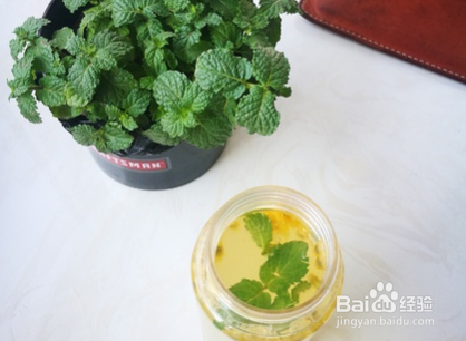 食用薄荷和不可食用薄荷怎么区分