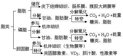 脂类是什么！