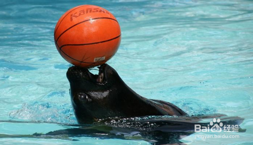 海狮顶球简笔画教程