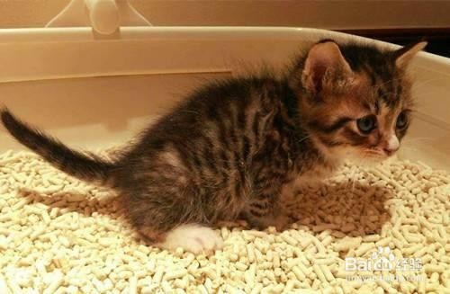 发现猫咪拉肚子怎么办