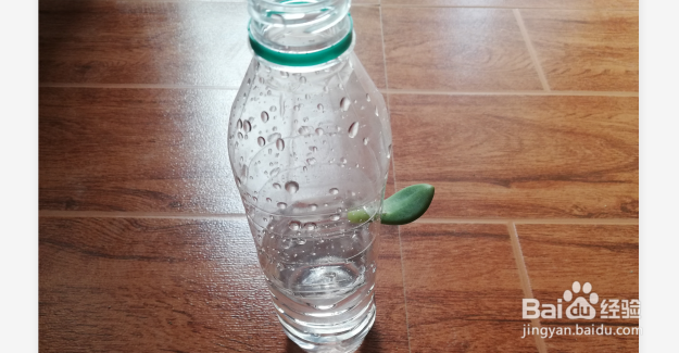 矿泉水瓶多肉叶插方法