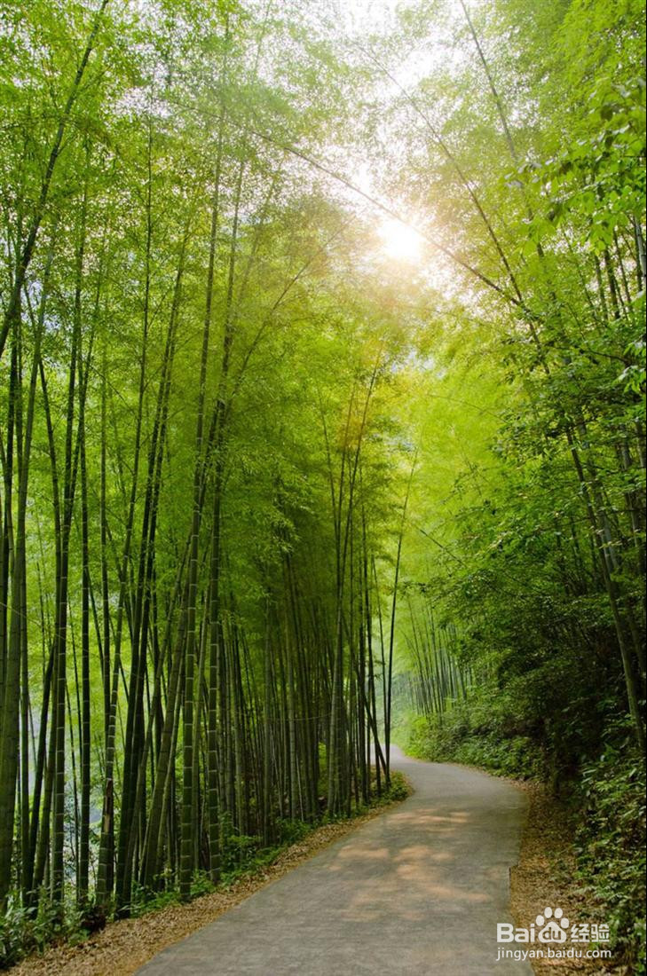 竹子如何移植？