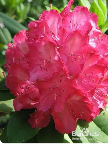 映山红杜鹃花怎么养
