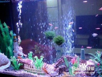 金鱼饲养方法