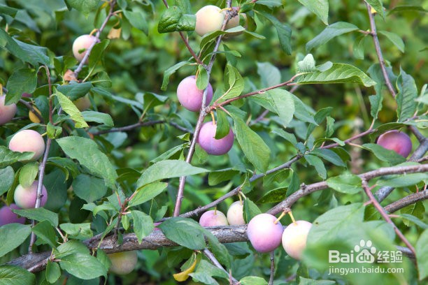 如何让李子快速成熟、催熟