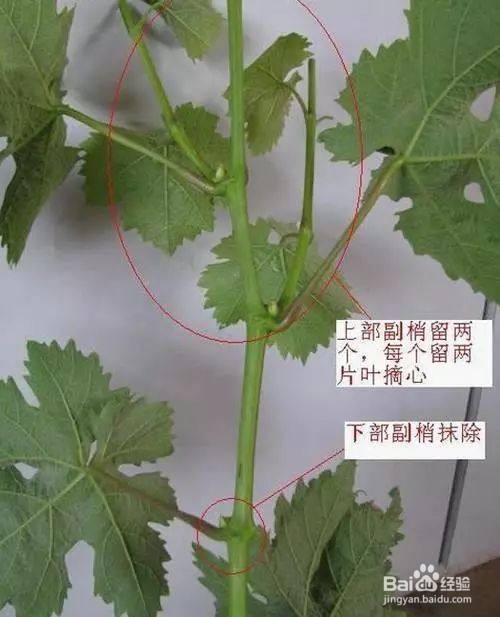 葡萄怎样摘心效果好