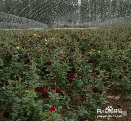 月季夏季怎样不休眠