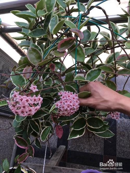 球兰冬天的养殖方法和注意事项