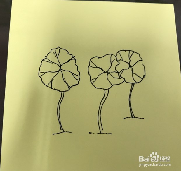 如何绘制莲花的速写呢