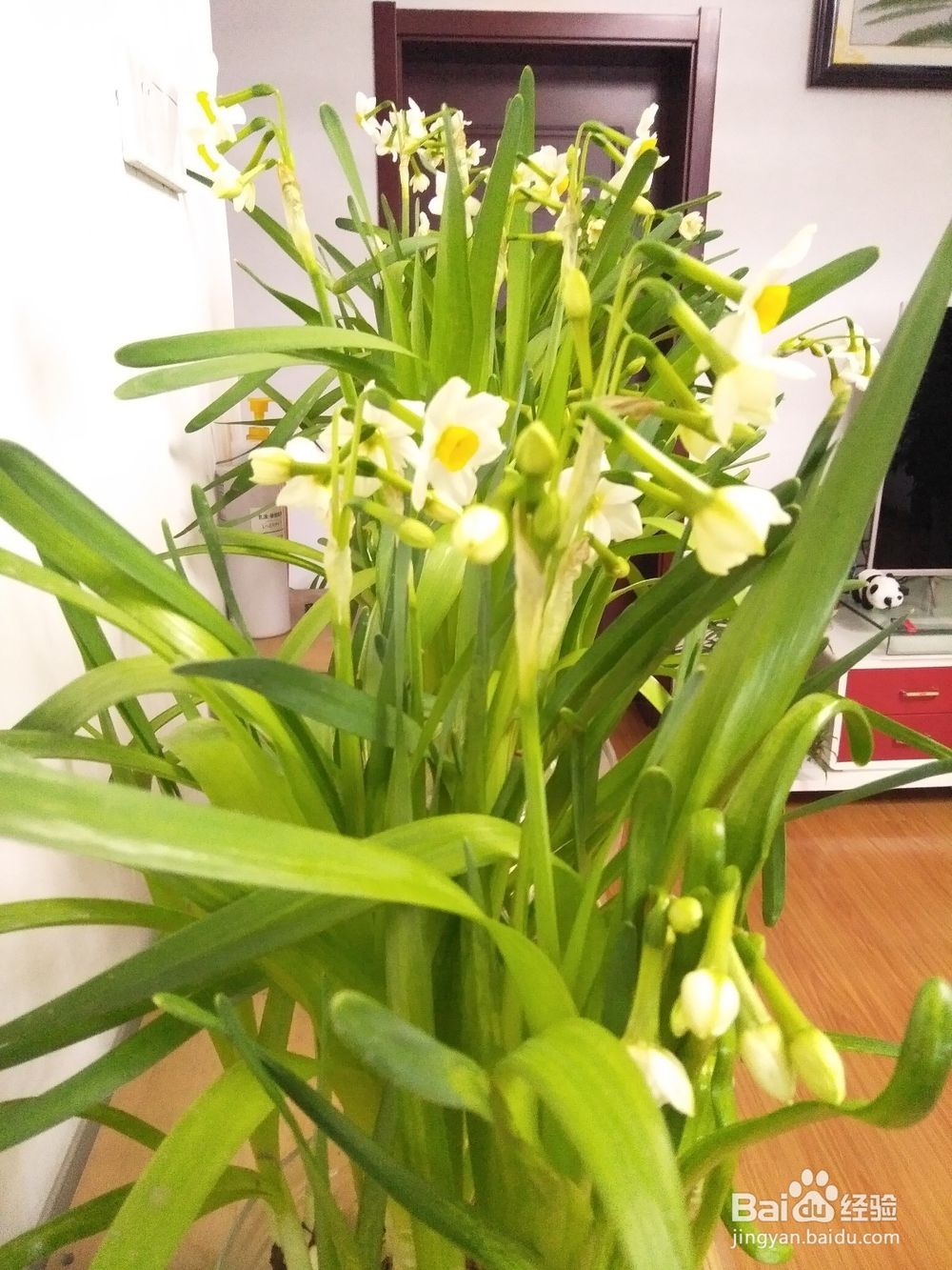 水仙开花后如何保存时间更长