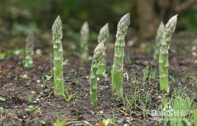 生活小贴士什么样的芦笋口感更好