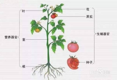 怎样区分植物的根和茎 百度经验