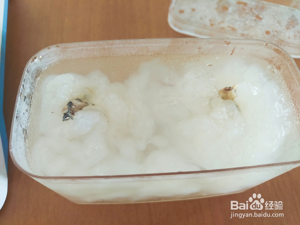 简单好吃的雪蛤