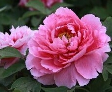 华东各省的省花的作用与价值