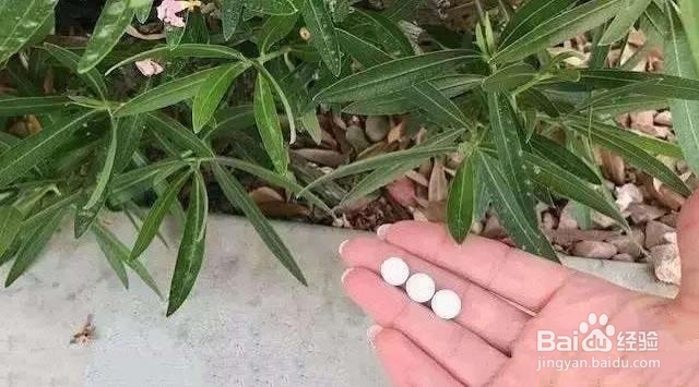 养花烂根、叶子发黄、不开花怎么办?养花小妙招