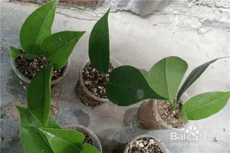 山茶花的扦插方法