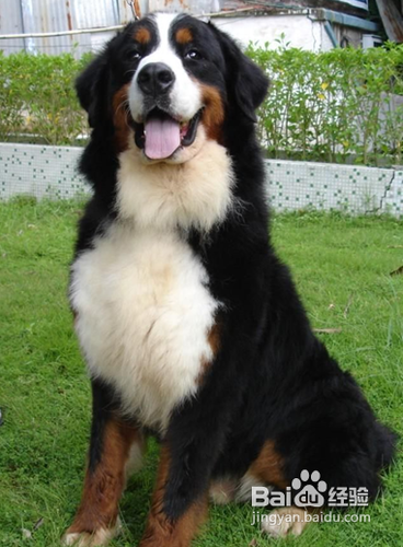 怎么养伯恩山犬？