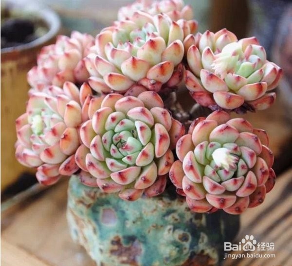 如何养殖多肉植物