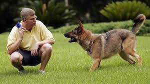 如何高效率地训练狗狗