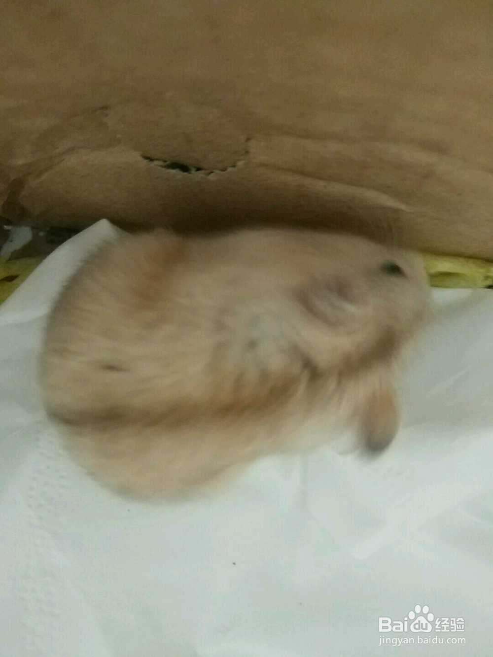 新手如何养仓鼠