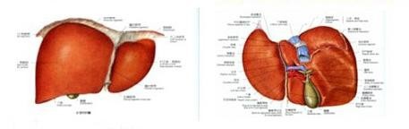 出现这些状况说明肝脏受损严重