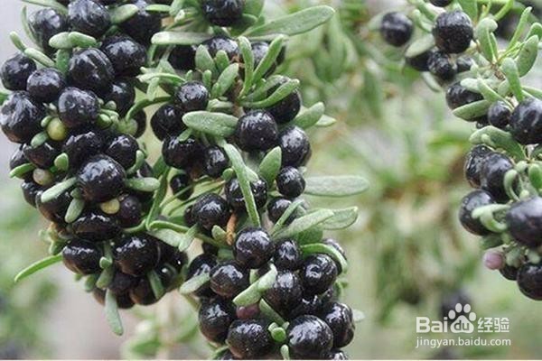 揭秘黑枸杞,它的功效真的有那么多吗?