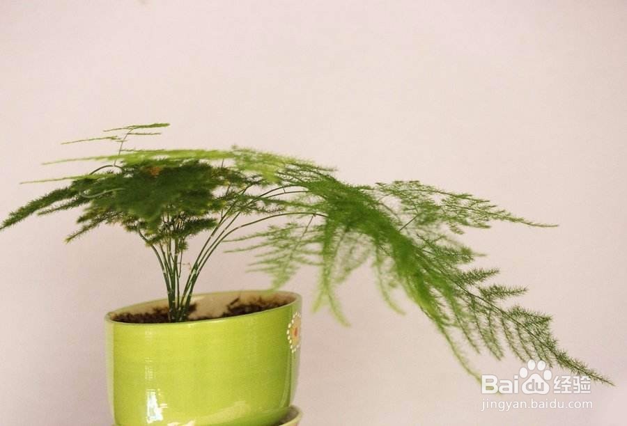 文竹烂根怎么办养文竹的方法