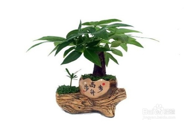 发财树的培植方法?