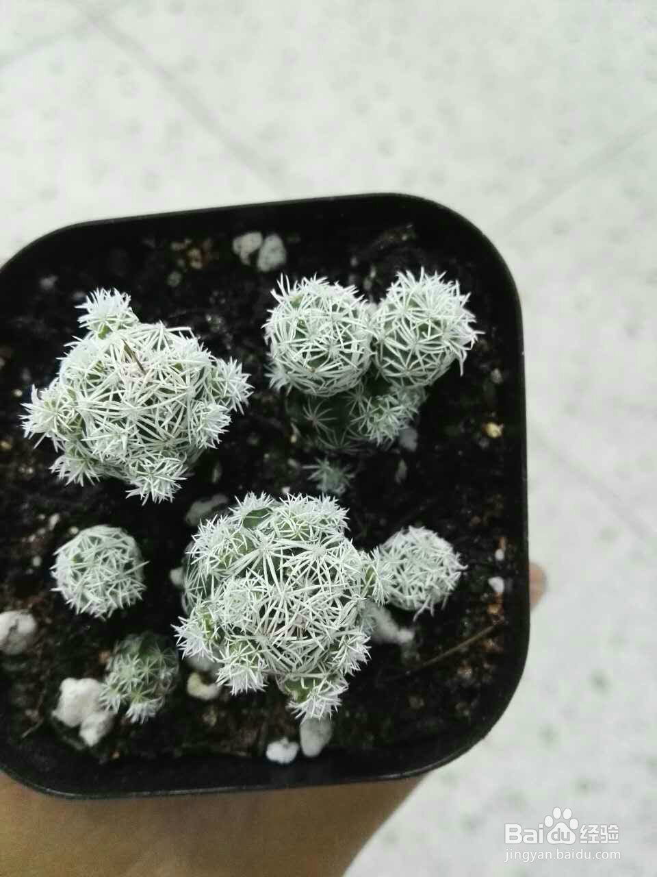 多肉植物怎么种(养)