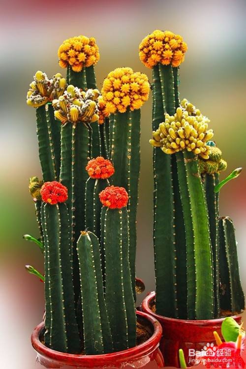 北方怎么种植养好盆栽仙人掌