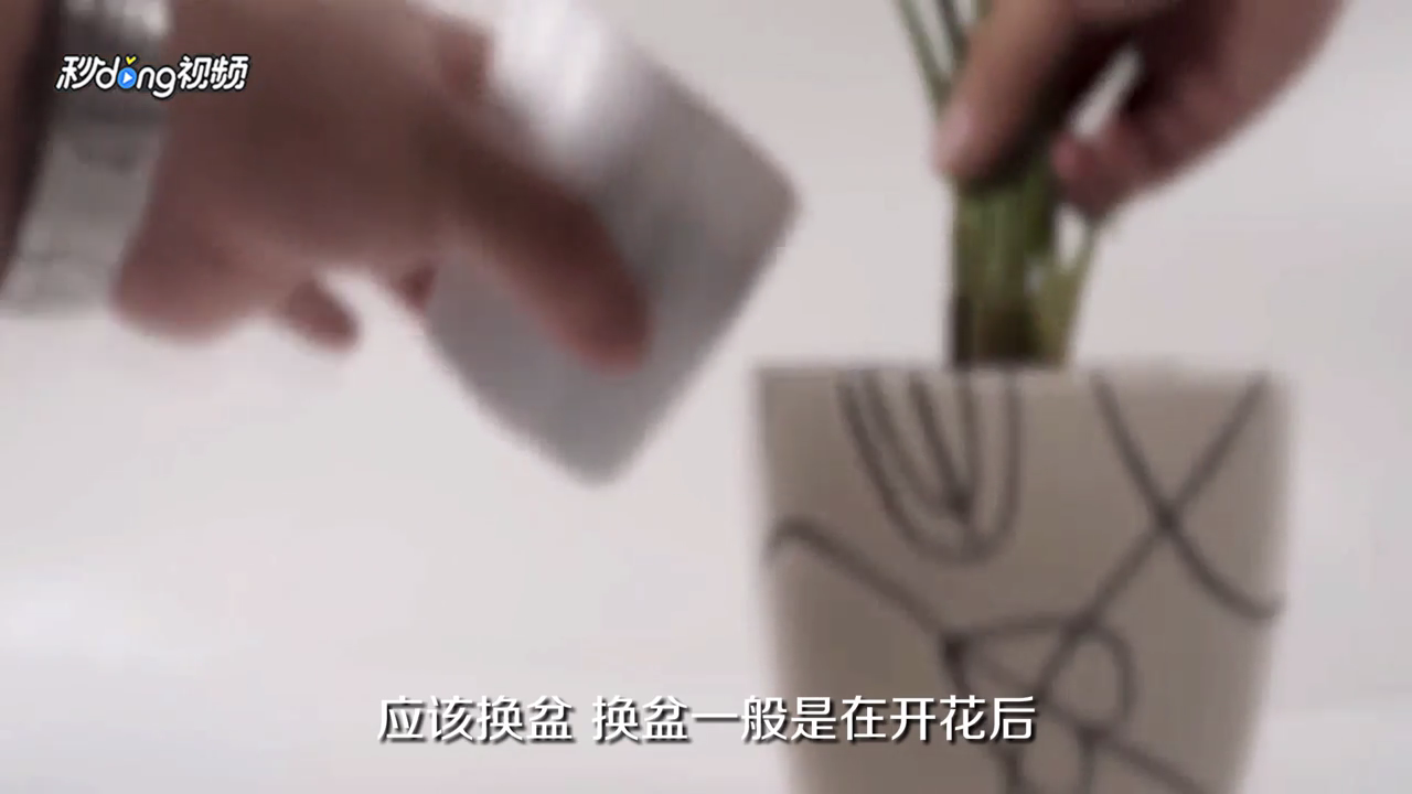 惠兰花怎么养