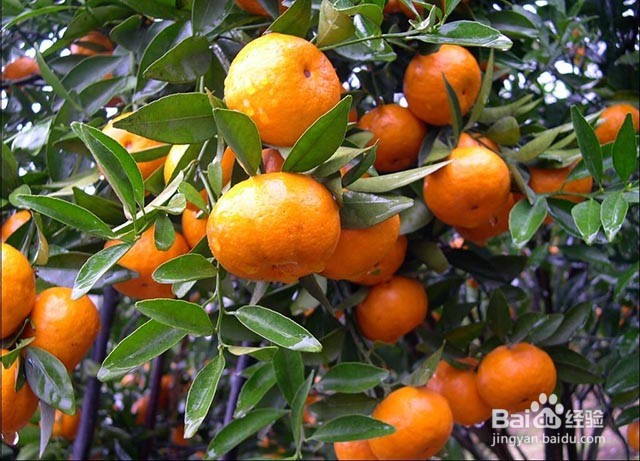 砂糖桔的着色管理及增甜的方法